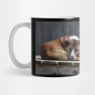 Dingo Mug